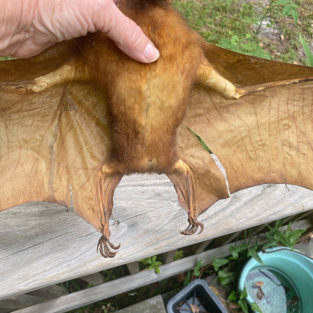Large Brown Taxidermy Bat - Picture 4 of 11